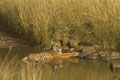<center>
Au beau milieu de la piste que la rivière recouvre en partie,<br> il profite, immobile et majestueux, de la fraîcheur de l'eau. 
 
 tigre couché,riviere 